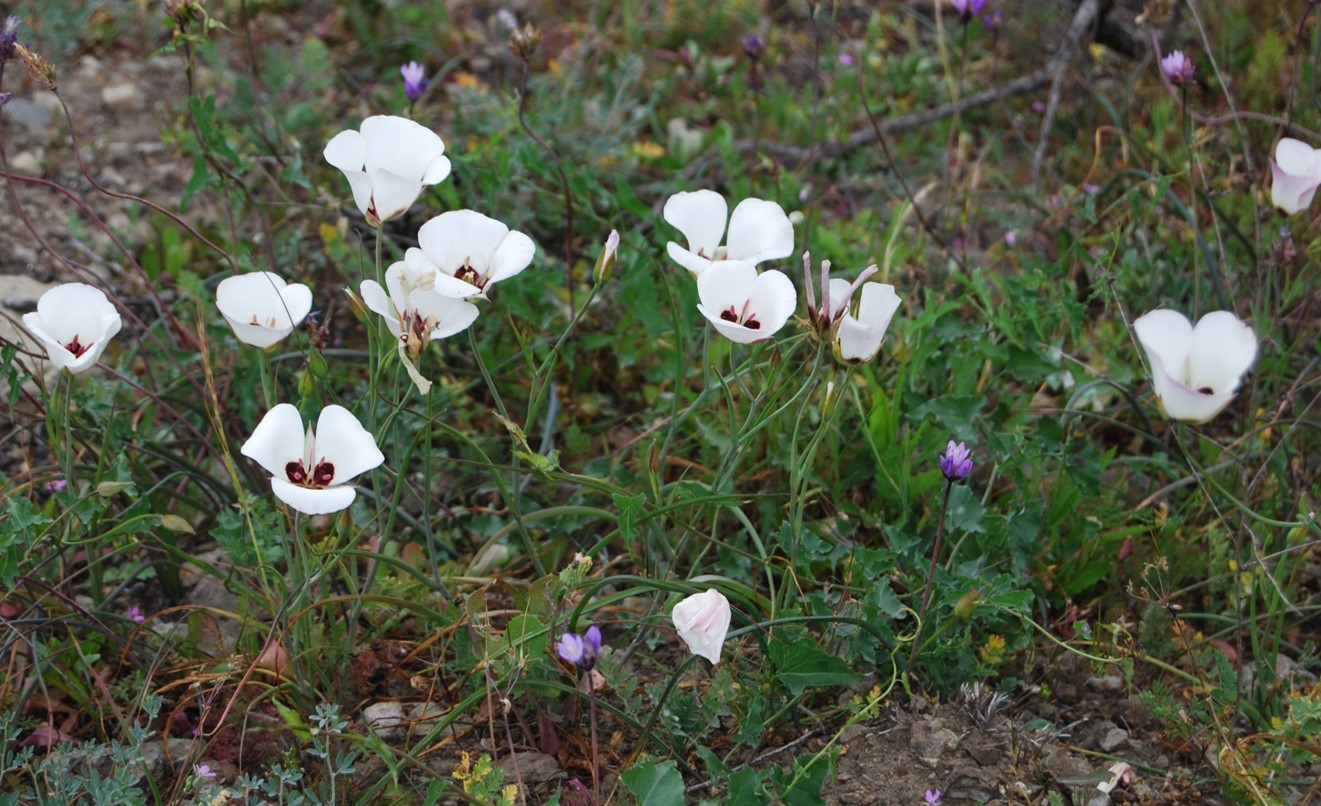 calochortus-catalina-27feb2015-1 calochortus-catalina-27feb2015-1