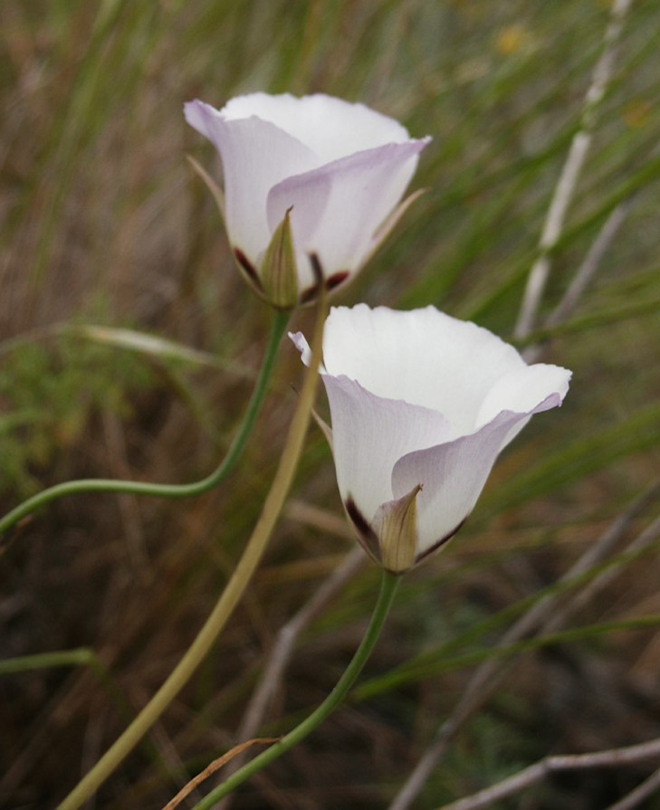 calochortus-catalinae-12may2006-3 calochortus-catalinae-12may2006-3