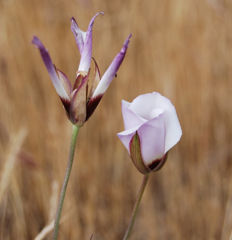 calochortus-catalinae-15apr2013-1 calochortus-catalinae-15apr2013-1