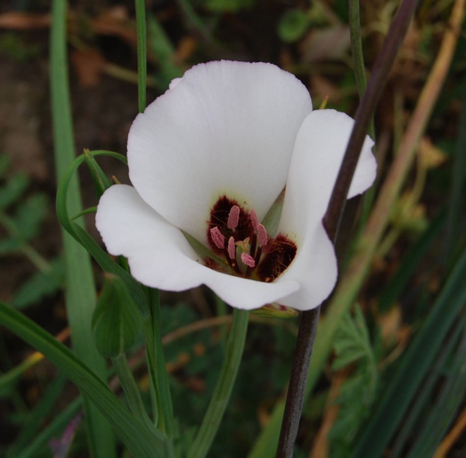 calochortus-catalinae-18feb2015-4 calochortus-catalinae-18feb2015-4