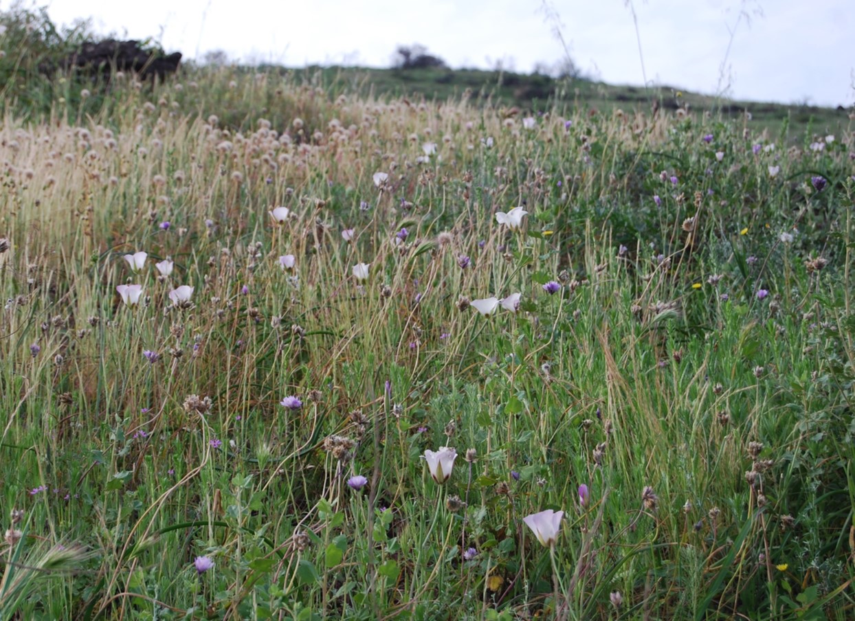 calochortus-catalinae-18nar2015-6 calochortus-catalinae-18nar2015-6