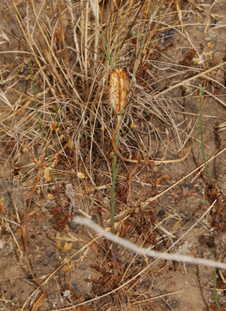calochortus-catalinae-1june2015-1 calochortus-catalinae-1june2015-1