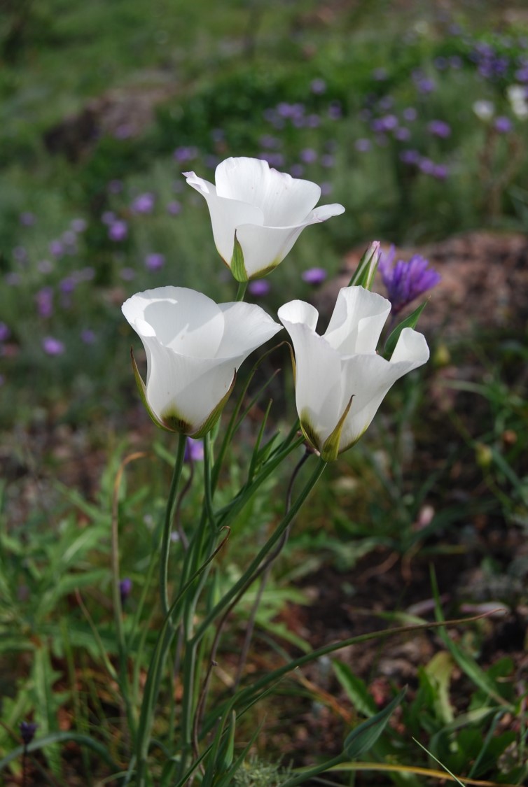 calochortus-catalinae-20feb2015-17 calochortus-catalinae-20feb2015-17