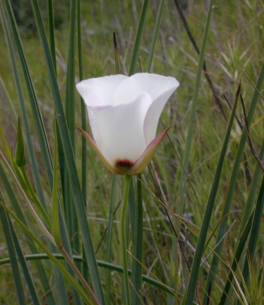 calochortus-catalinae-23feb2003-b calochortus-catalinae-23feb2003-b