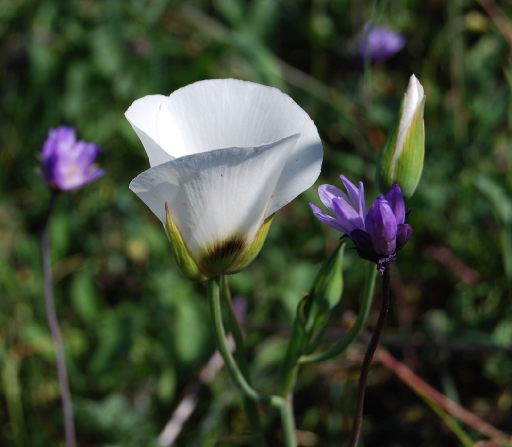calochortus-catalinae-25feb2015-8 calochortus-catalinae-25feb2015-8