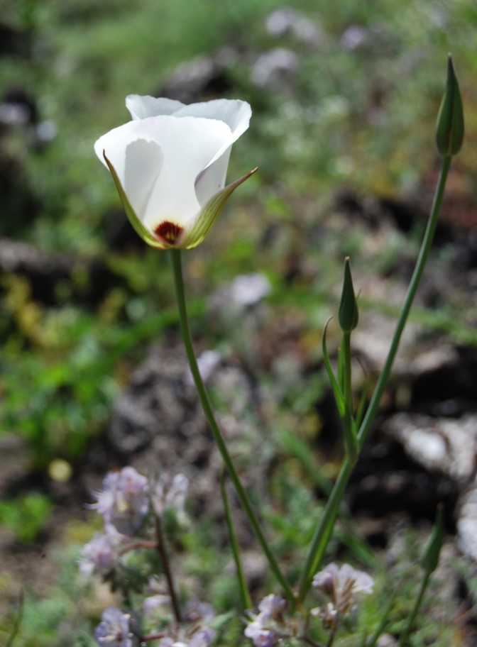 calochortus-catalinae-26apr2014-11 calochortus-catalinae-26apr2014-11