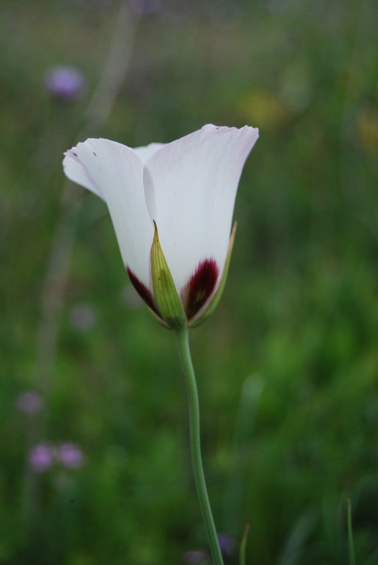 calochortus-catalinae-27feb2015-4 calochortus-catalinae-27feb2015-4