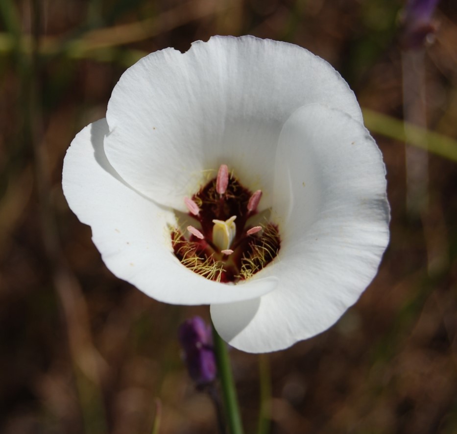 calochortus-catalinae-28mar2008-10 calochortus-catalinae-28mar2008-10