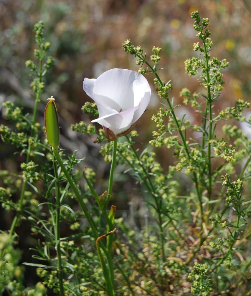 calochortus-catalinae-28mar2008-2 calochortus-catalinae-28mar2008-2