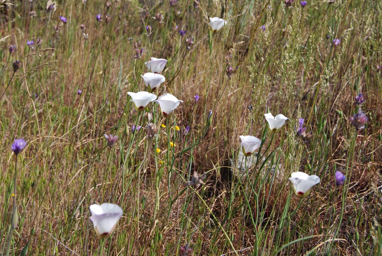 calochortus-catalinae-28mar2008-9 calochortus-catalinae-28mar2008-9