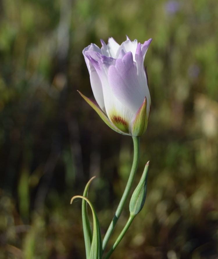 calochortus-catalinae-2apr2016-8 calochortus-catalinae-2apr2016-8