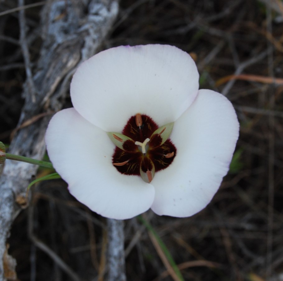calochortus-catalinae-5mar2013-7 calochortus-catalinae-5mar2013-7