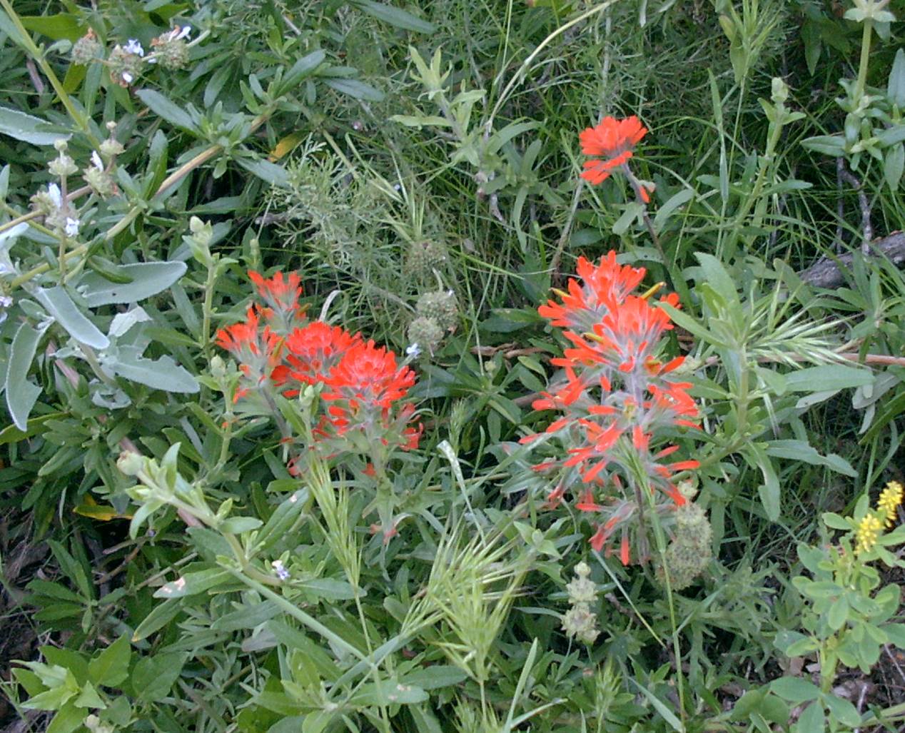 castilleja-foliolosa-23feb2003-c. castilleja-foliolosa-23feb2003-c.