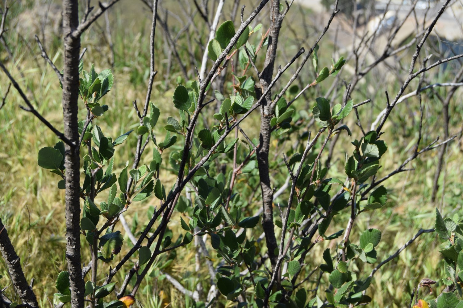 cercocarpus-betuloides-12apr2016-5 cercocarpus-betuloides-12apr2016-5