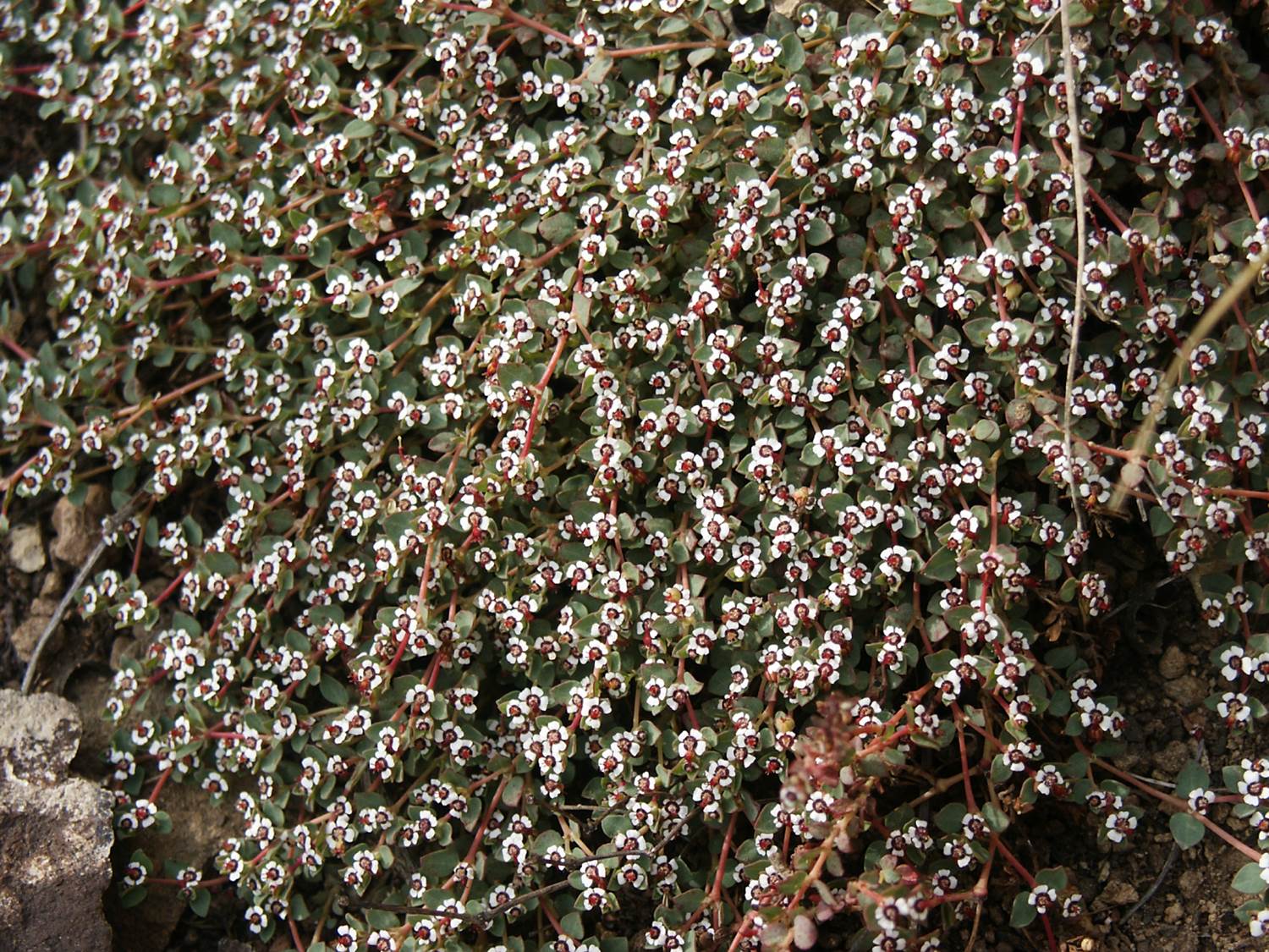 chamaesyce-albor…arginata-15feb2004-6