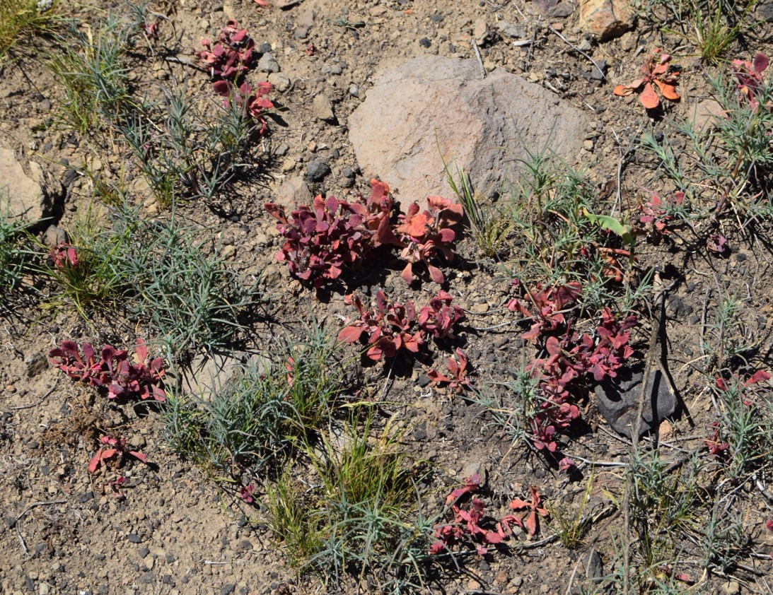 cistanthe-maritima-12apr2016-1