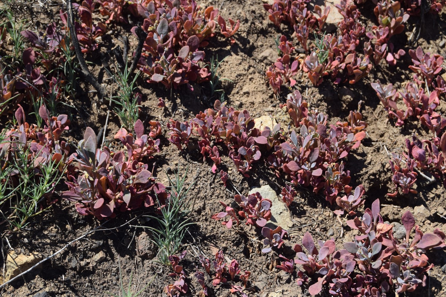 cistanthe-maritima-12apr2016-10