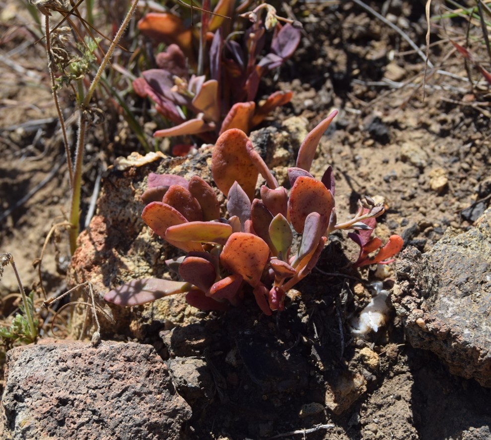 cistanthe-maritima-12apr2016-5