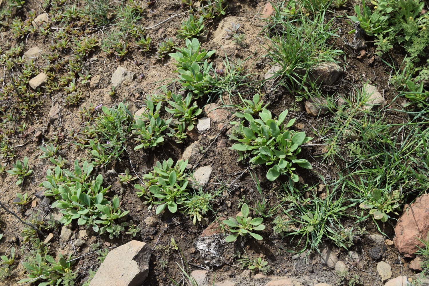 cistanthe-maritima-13mar2016-112