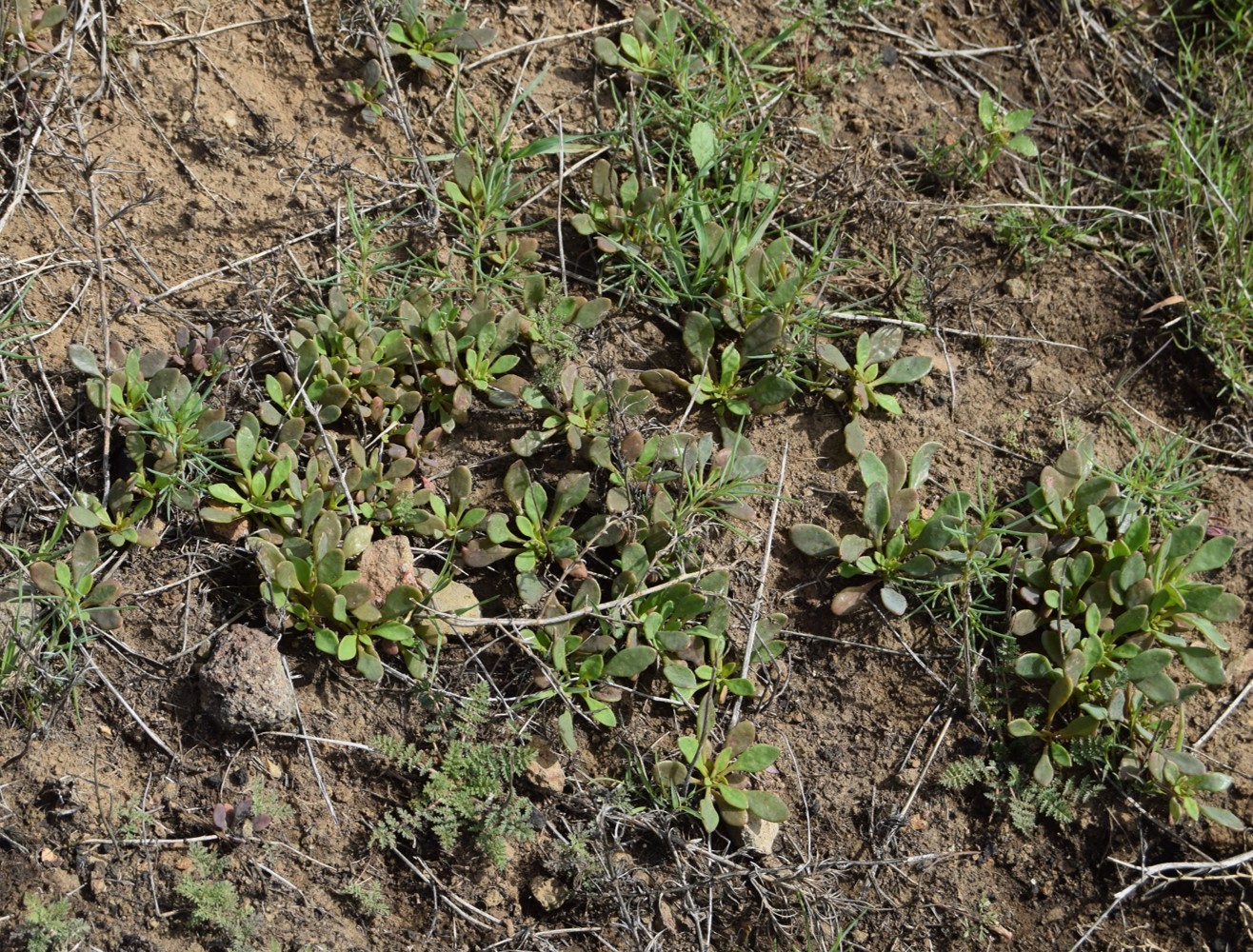 cistanthe-maritima-13mar2016-12
