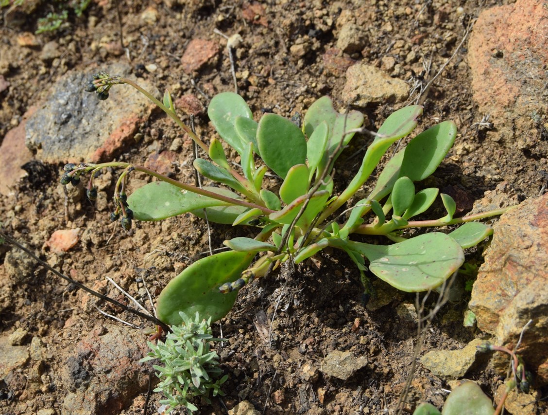cistanthe-maritima-13mar2016-29