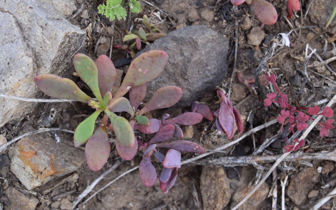 cistanthe-maritima-13mar2016-4