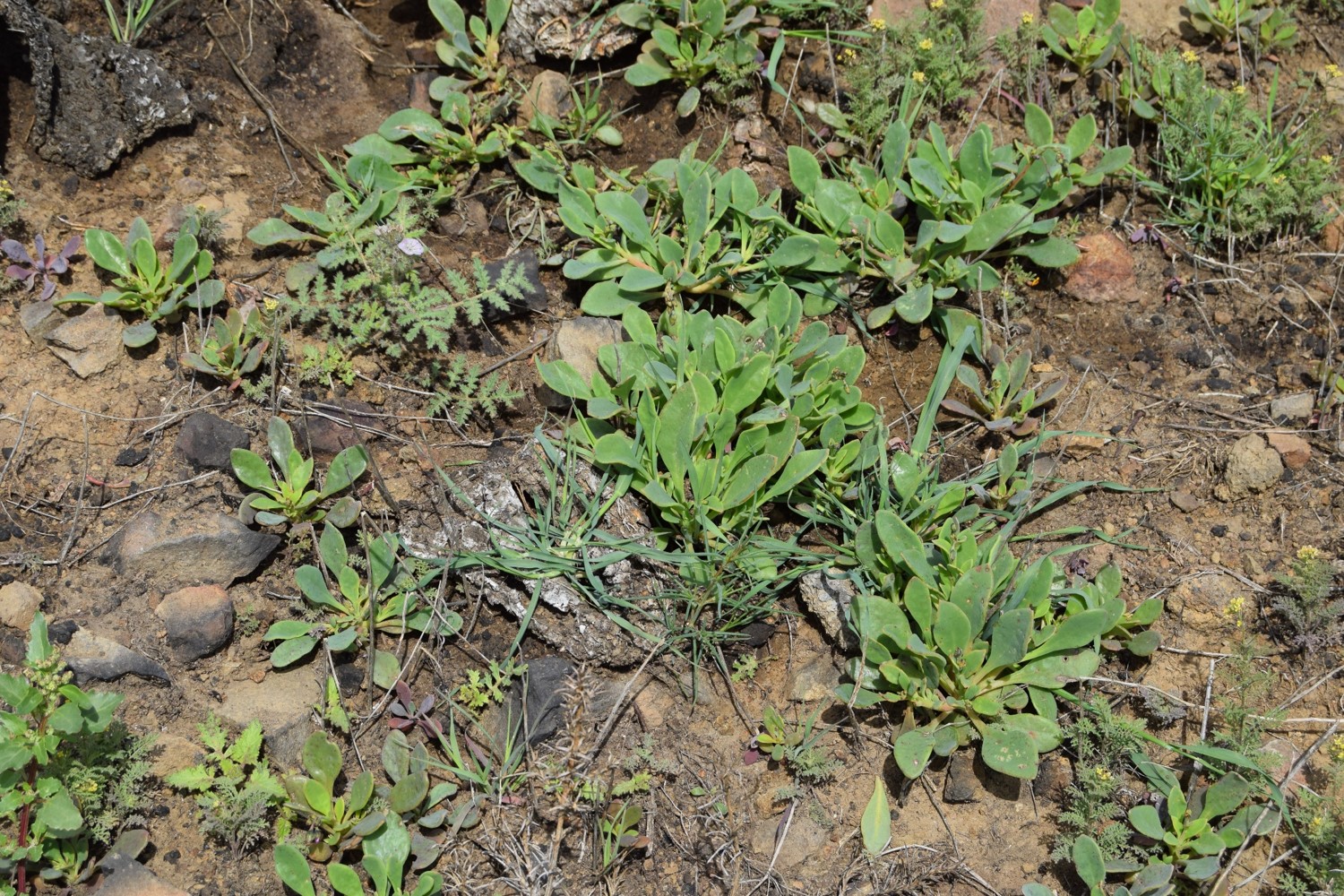cistanthe-maritima-13mar2016-53