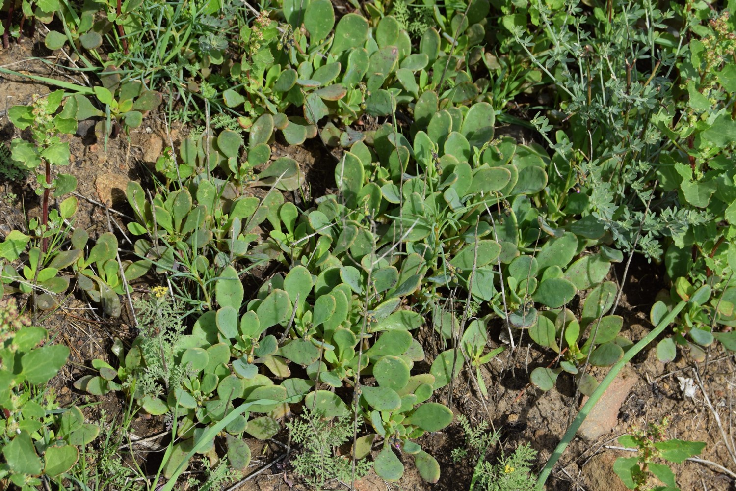 cistanthe-maritima-13mar2016-59