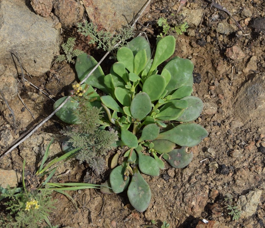 cistanthe-maritima-13mar2016-96