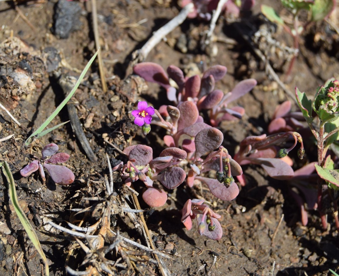 cistanthe-maritima-6mar2016-12