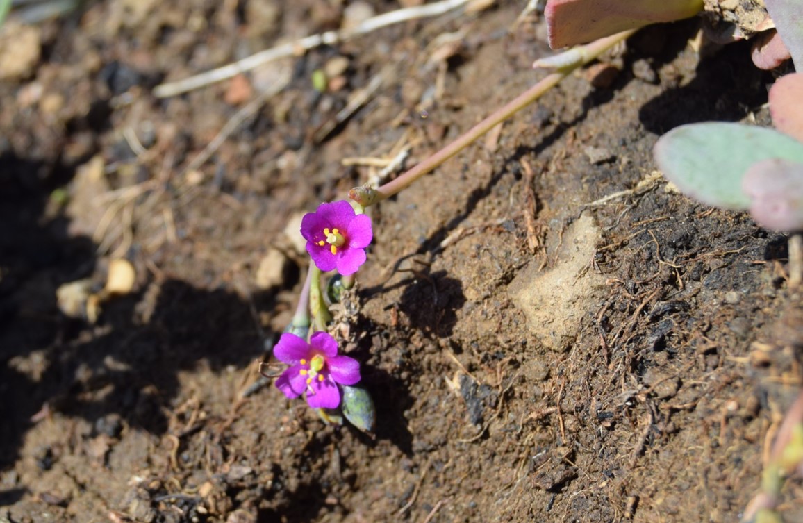 cistanthe-maritima-6mar2016-21