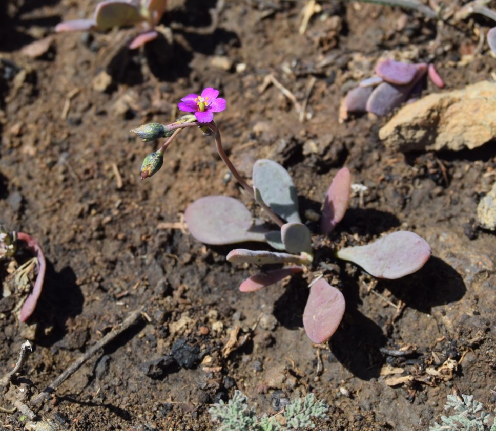 cistanthe-maritima-6mar2016-50