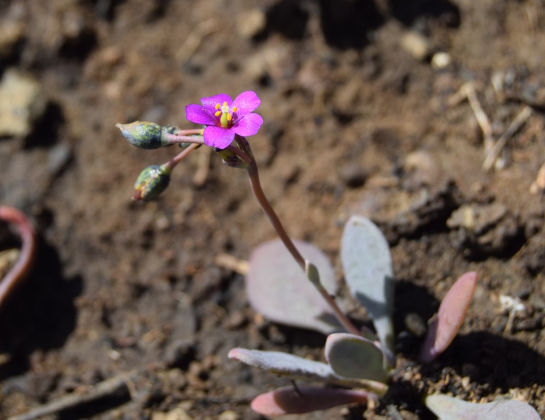 cistanthe-maritima-6mar2016-58