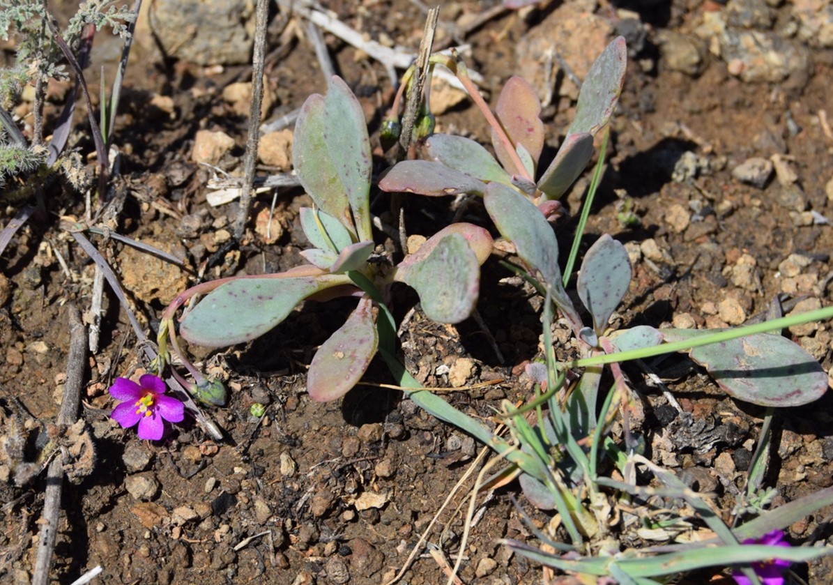 cistanthe-maritima-6mar2016-62