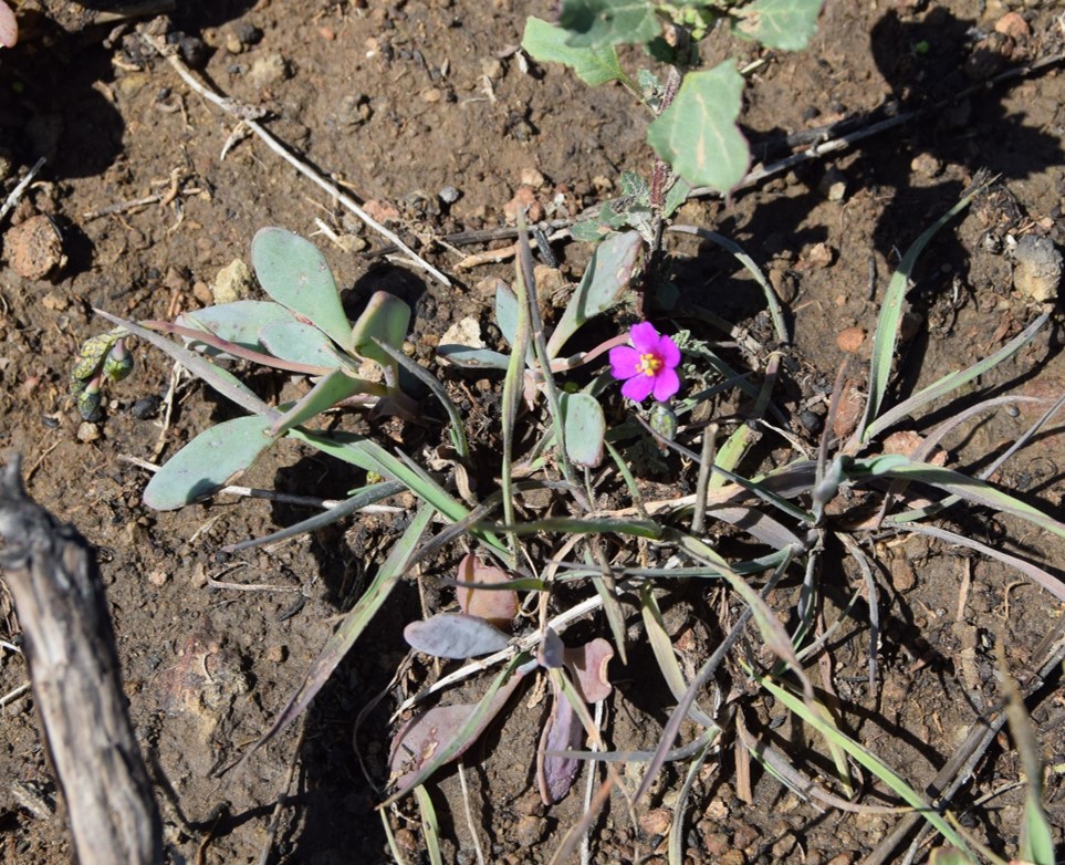 cistanthe-maritima-6mar2016-70