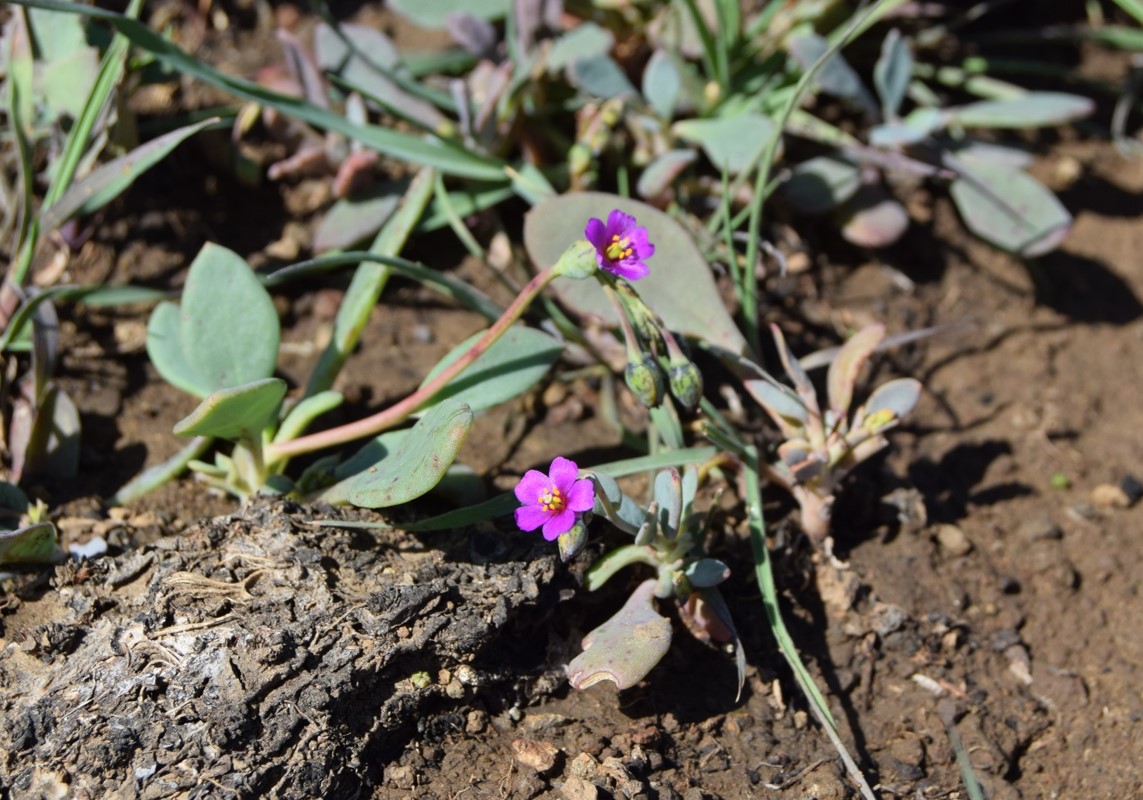 cistanthe-maritima-6mar2016-73