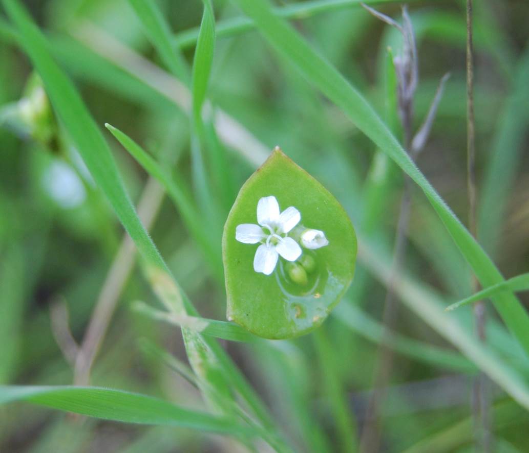 Claytonia perfiolata-15feb2013-2 claytonia-perfiolata-15feb2013-2