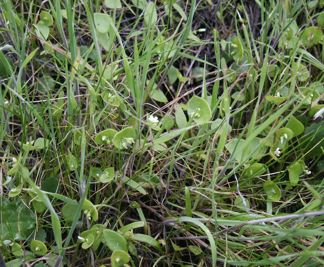 Claytonia perfoliata-15feb2004-7 claytonia-perfoliata-15feb2004-7