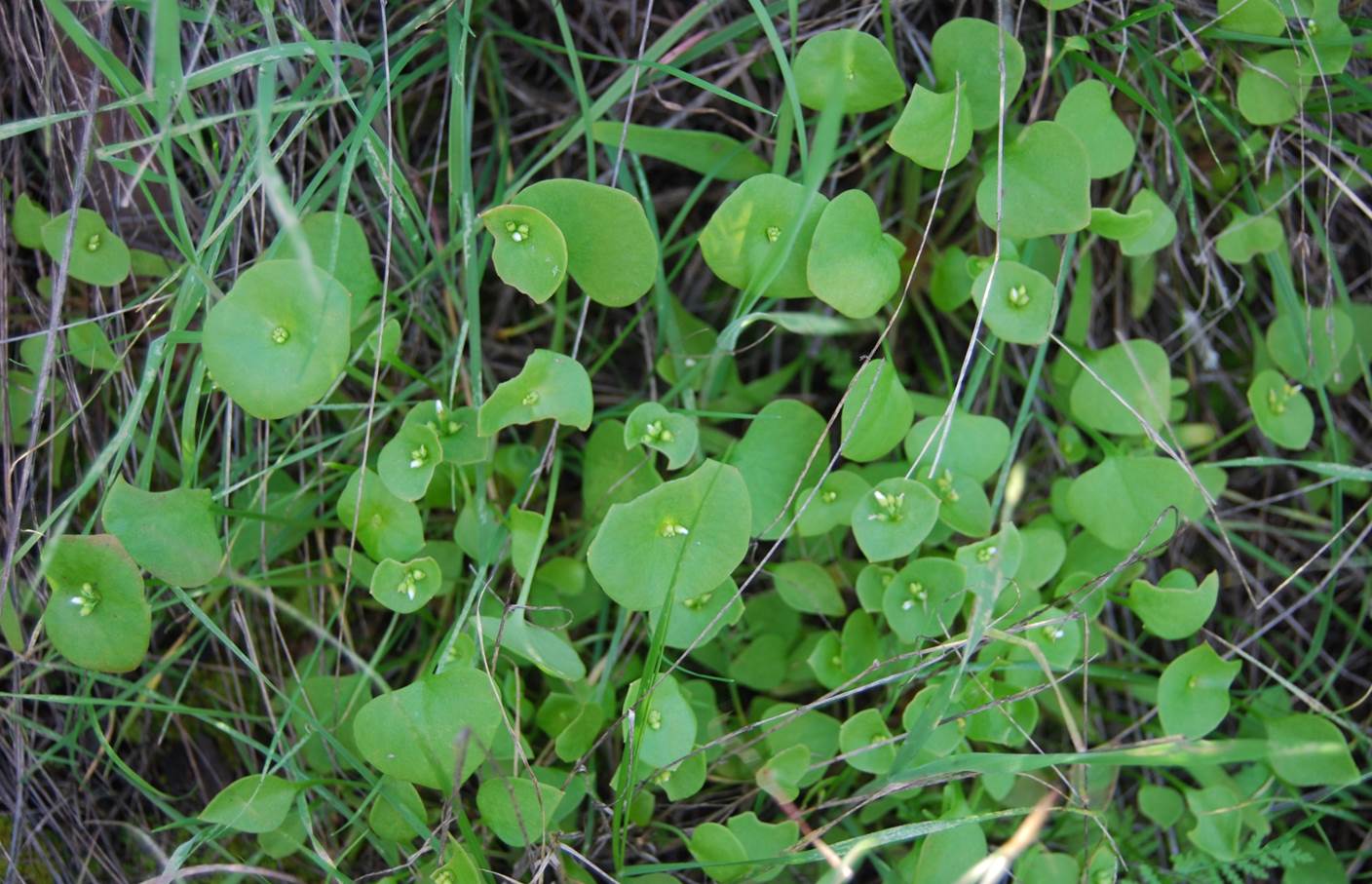 Claytonia perfoliata-15feb2013-5 claytonia-perfoliata-15feb2013-5