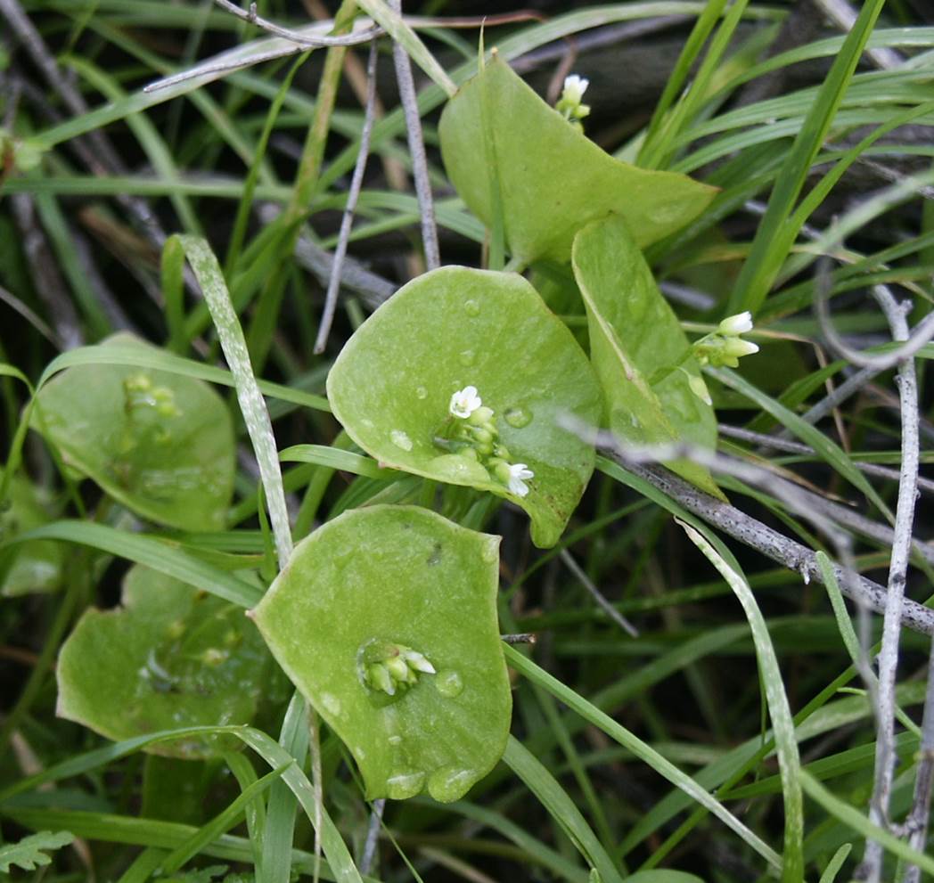 Claytonia perfoliata-19feb2005-3 claytonia-perfoliata-19feb2005-3