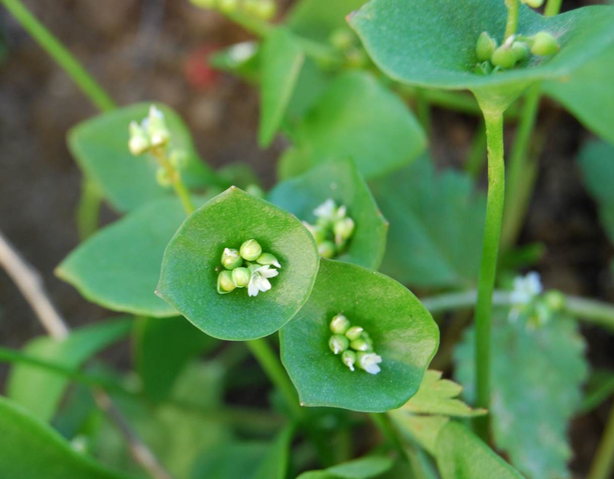 Claytonia perfoliata-28feb2013-3 claytonia-perfoliata-28feb2013-3