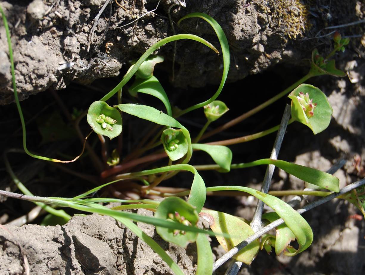 Claytonia perfoliata-28mar2008-1 claytonia-perfoliata-28mar2008-1