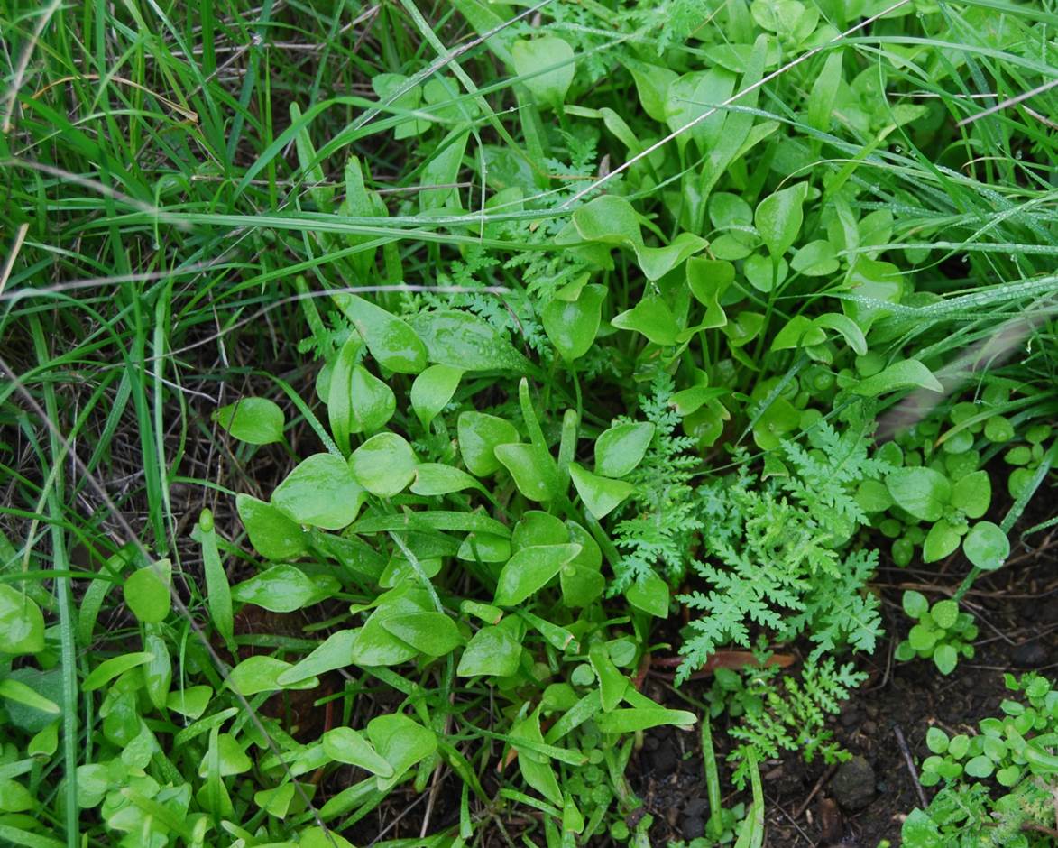 Claytonia perfoliata-5feb2013-2 claytonia-perfoliata-5feb2013-2