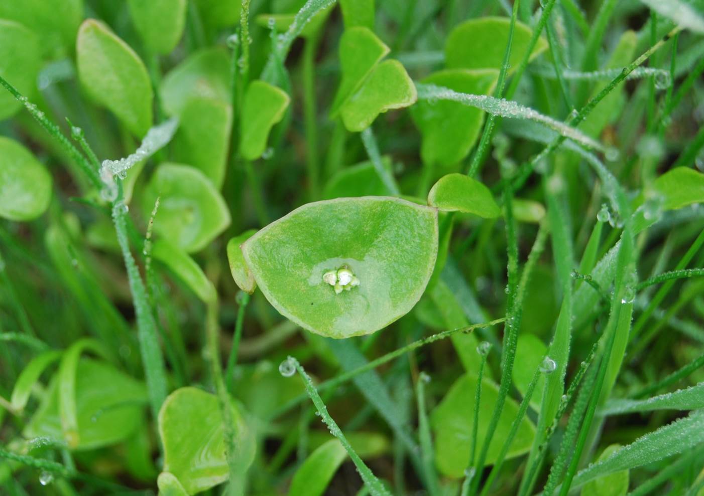Claytonia perfoliata-5feb2013-3 claytonia-perfoliata-5feb2013-3