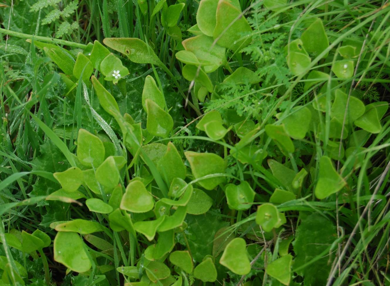 Claytonia perfoliata-7feb2013-1 claytonia-perfoliata-7feb2013-1