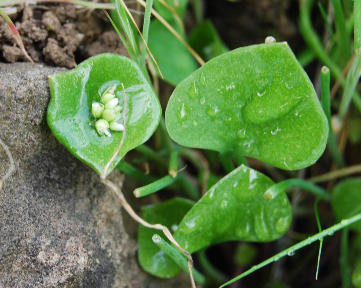 Claytonia perfoliata-7mar2013-1 claytonia-perfoliata-7mar2013-1