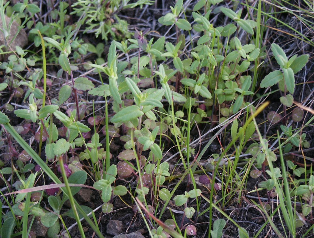 collinsia-heterophyla-15feb2004-2