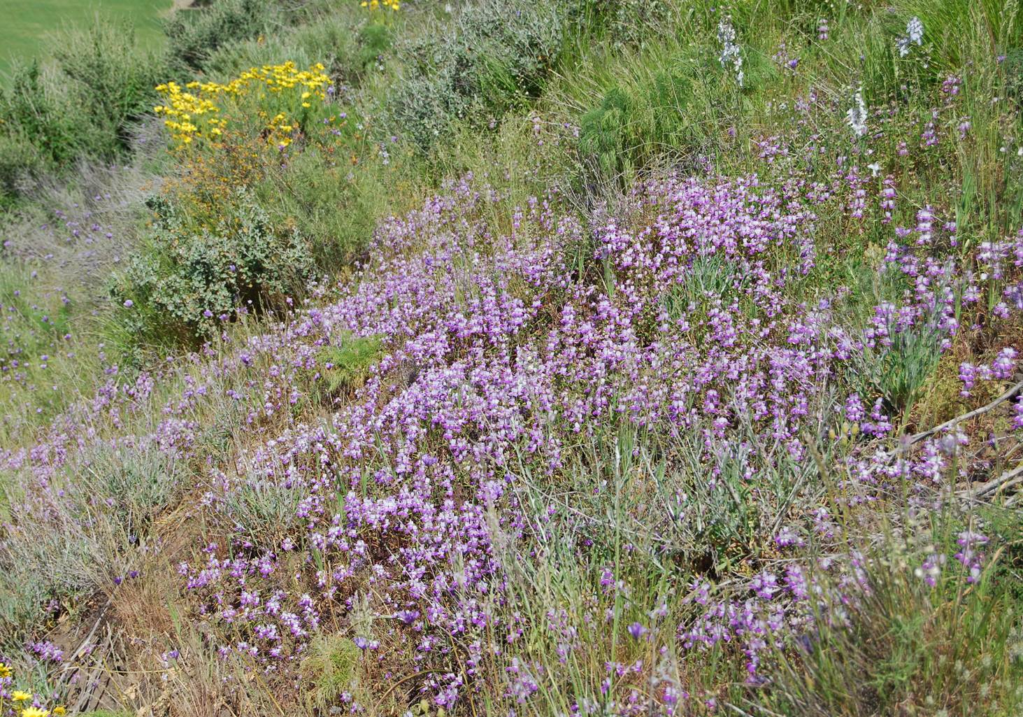collinsia-heterophylla-28mar2008-1
