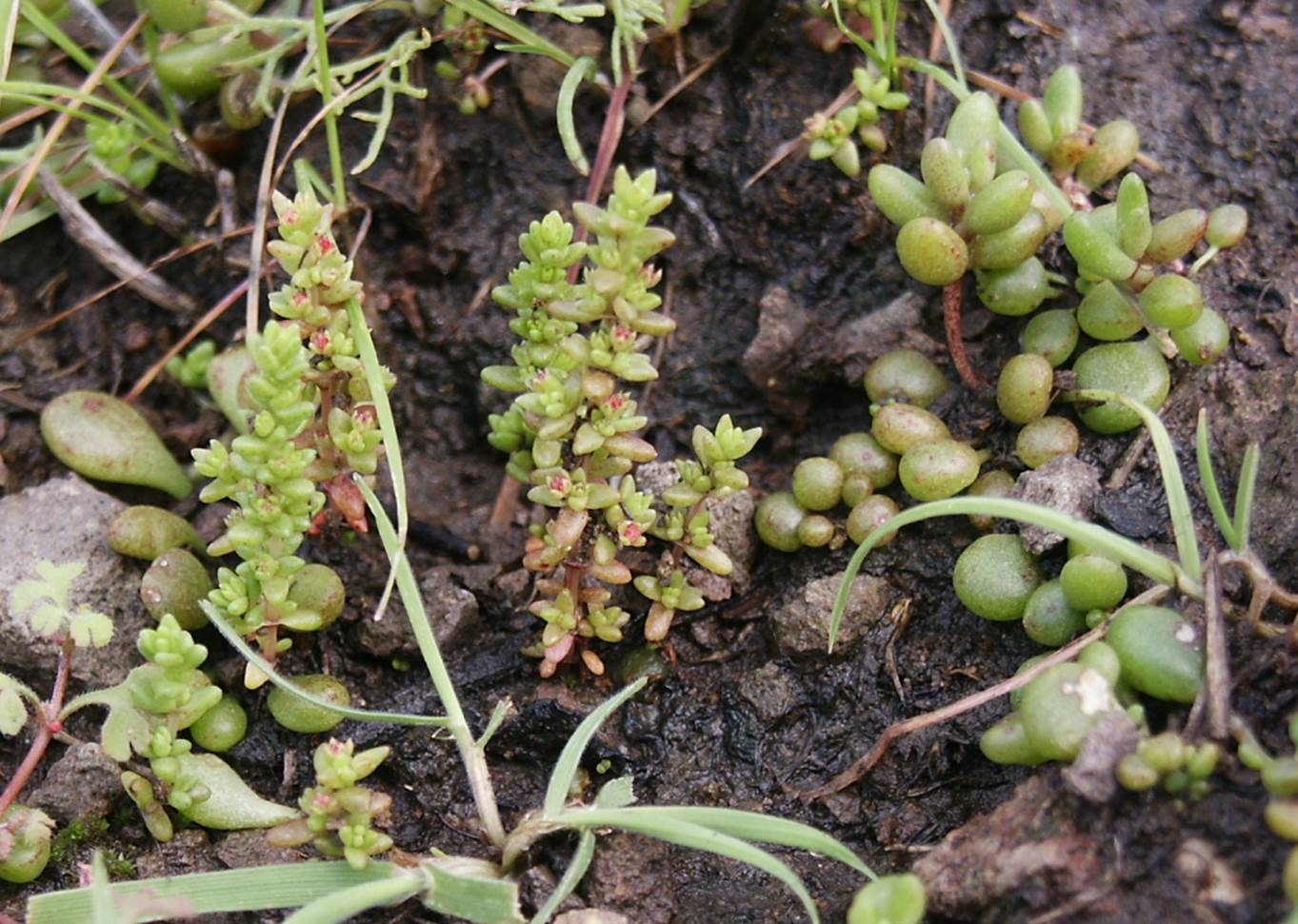 crassula-connata-19feb2005-1