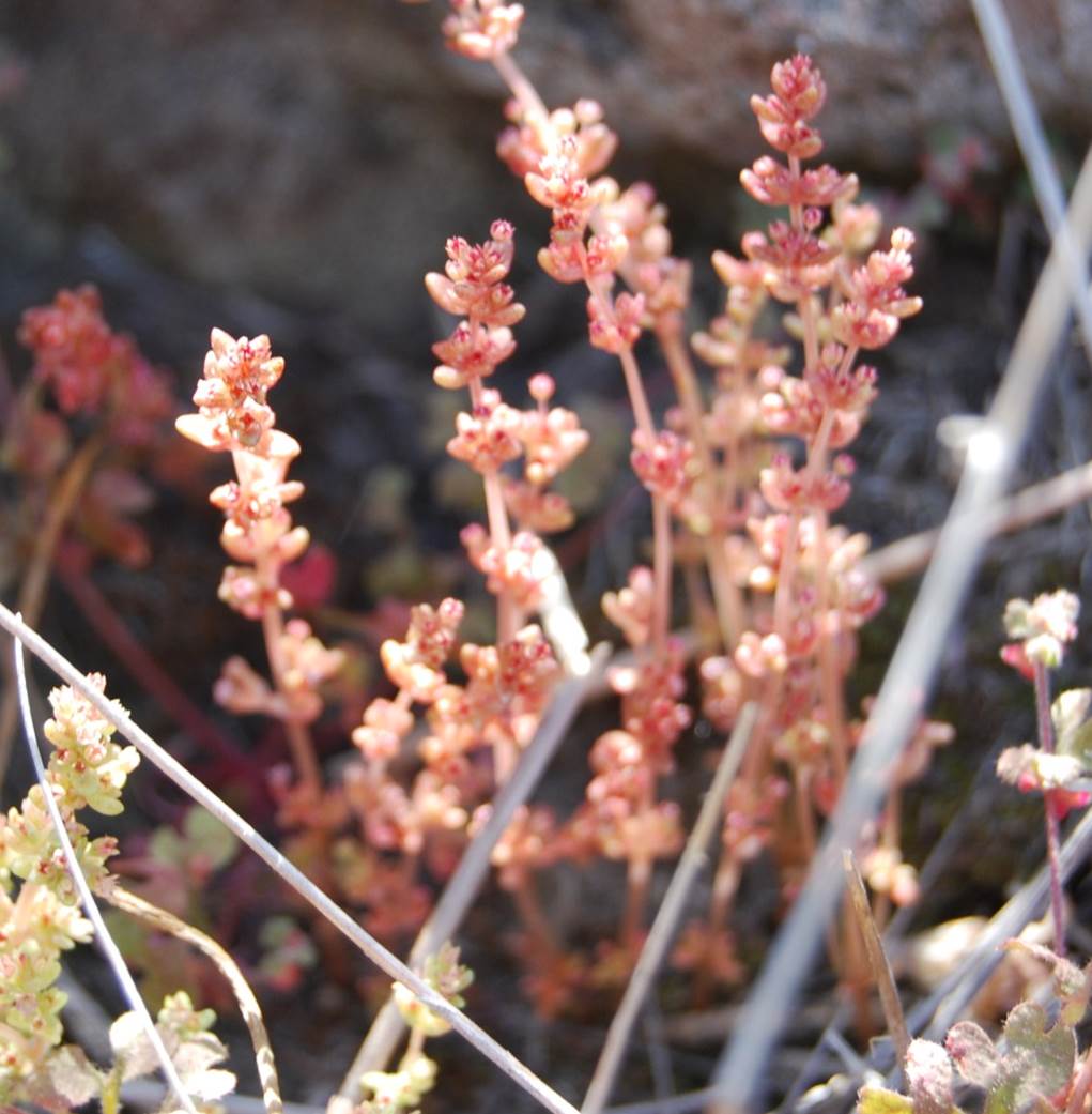 crassula-connata-28mar2008-1